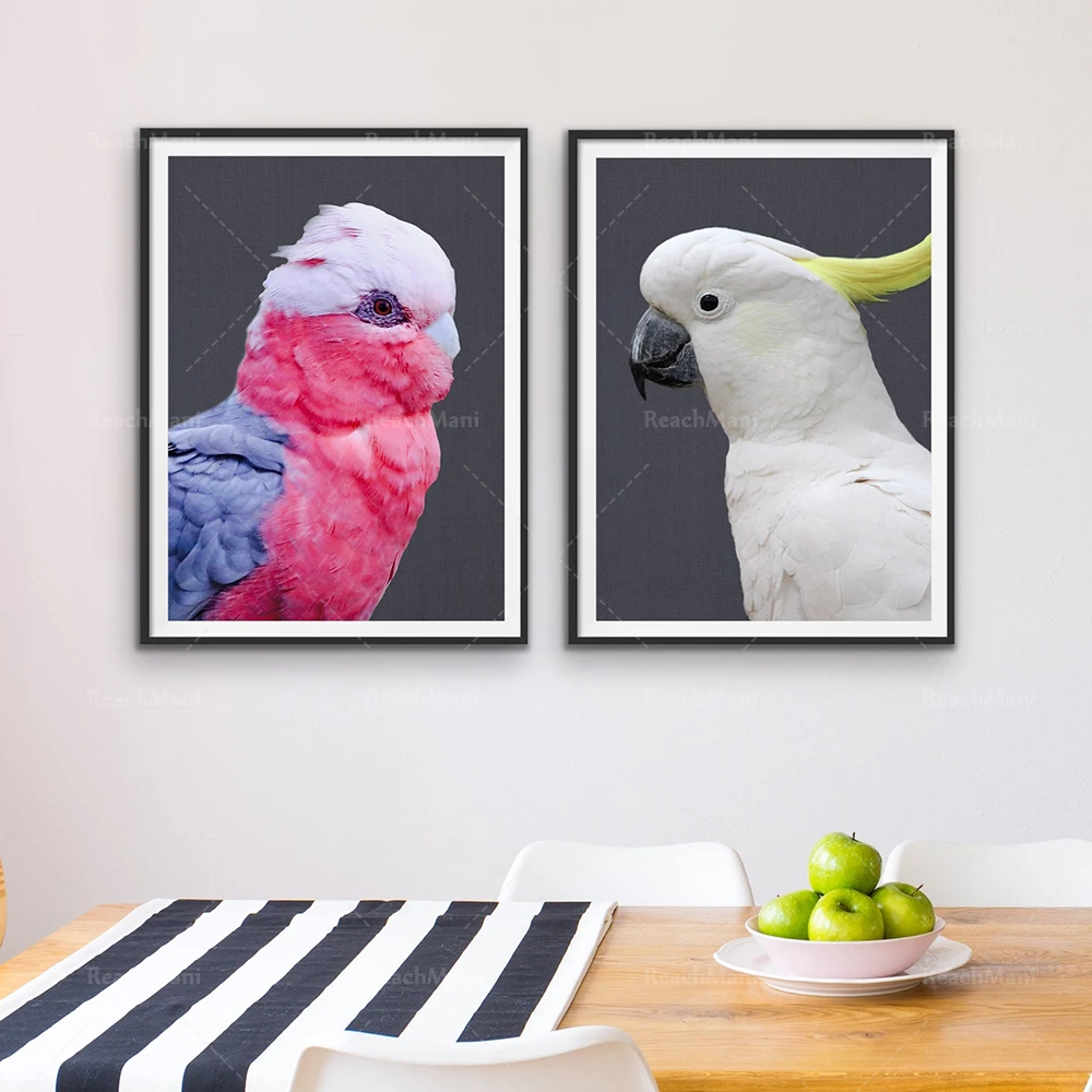 Galah and Brimstone какакаду красный какаду розовый какакас австралийские птицы природа