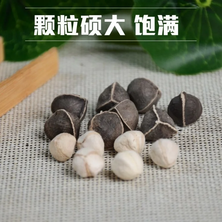 Высококачественный Моринга олейфера |