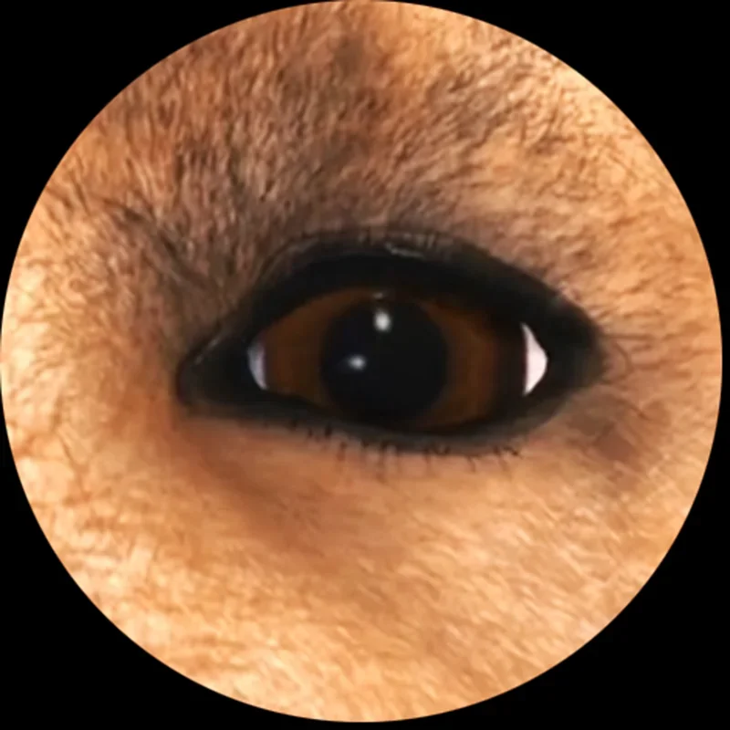 Зеркальный кабошон для глаз тигр/собака/животное 6 мм-30 мм