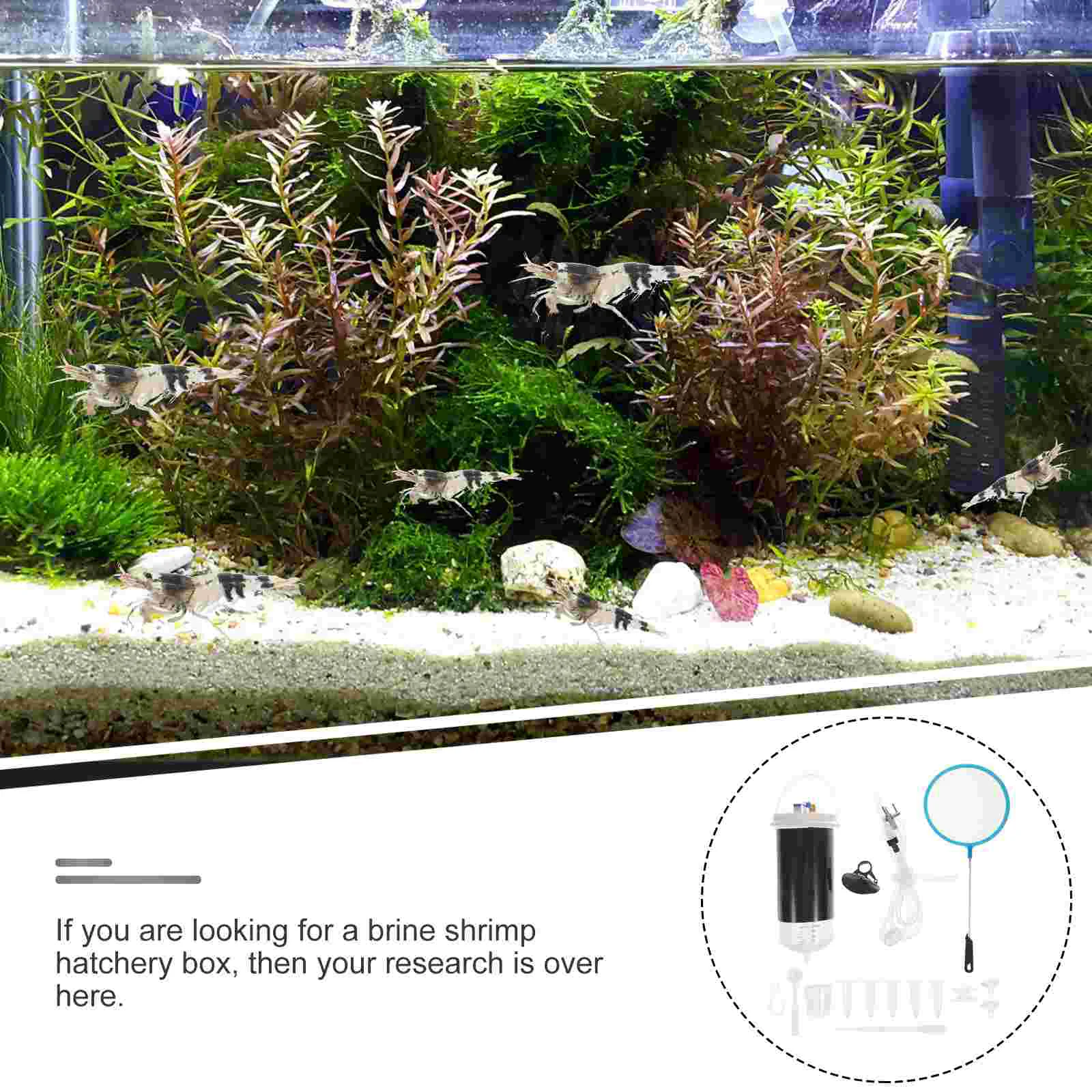 Incubator Brine Aquarium Shrimp Hatchery Fish Bucket Egg Tool Tumbler Tanks Hatching Container