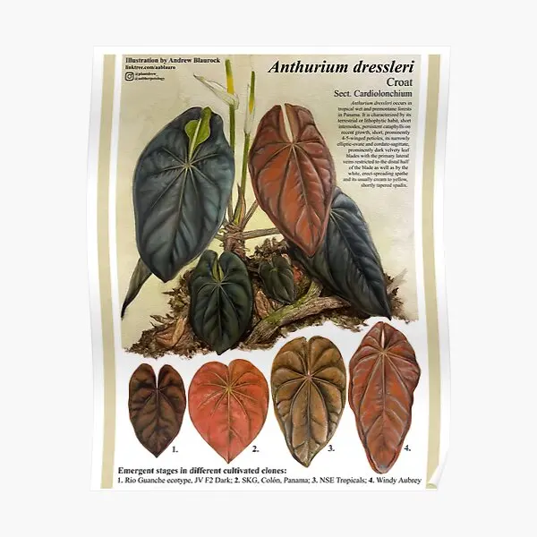 Плакат Anthurium Dressleri Современная роспись забавная настенная живопись картина декор