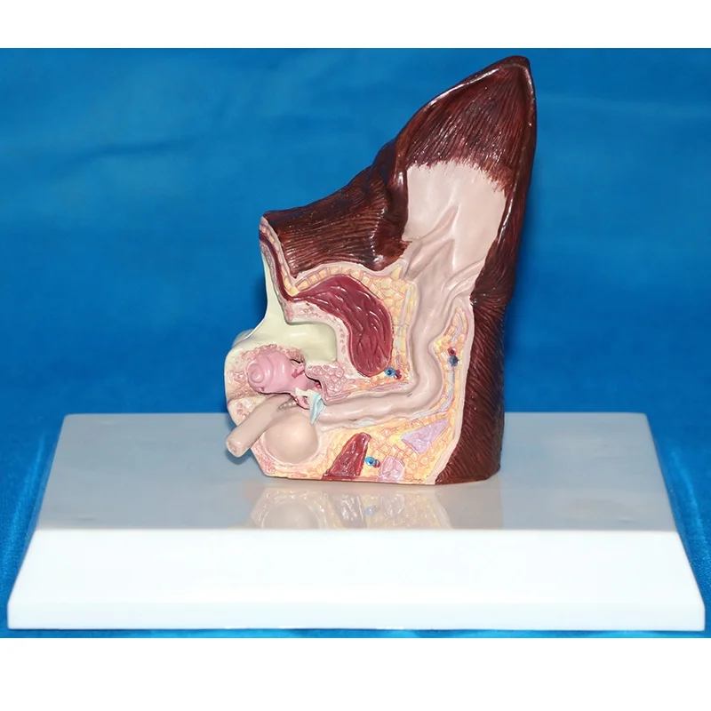 Модель ушей для животных