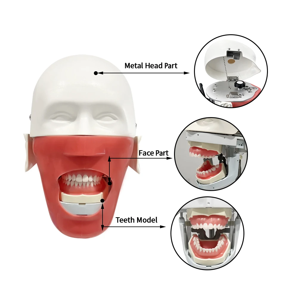 Простая модель головы стоматологический симулятор фантомный манекен с зубами