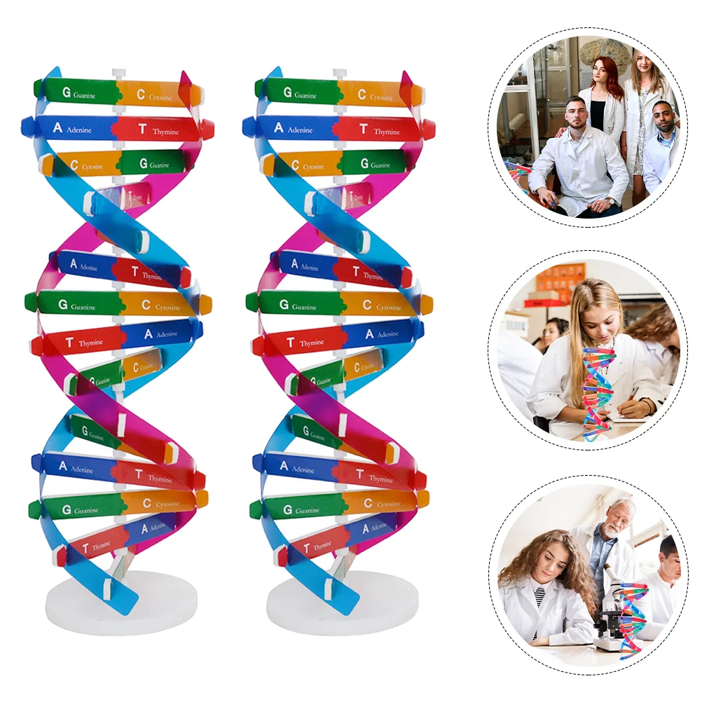 

Dna Model Teaching Science Aids Helix Double Genes Molecular Tool Toy Educational Gene Learning Biology Models Kit Instrument