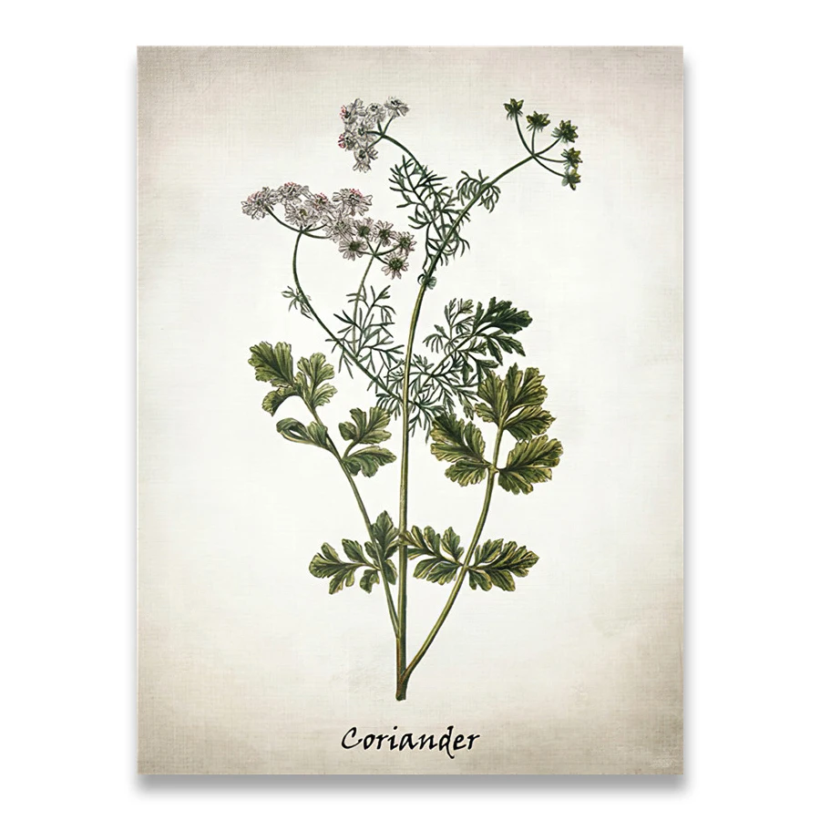 

Травяной холст, художественная живопись, винтажные травяные иллюстрации, постеры и принты, кулинарные травы, ботаническая кухня, настенная картина, декор