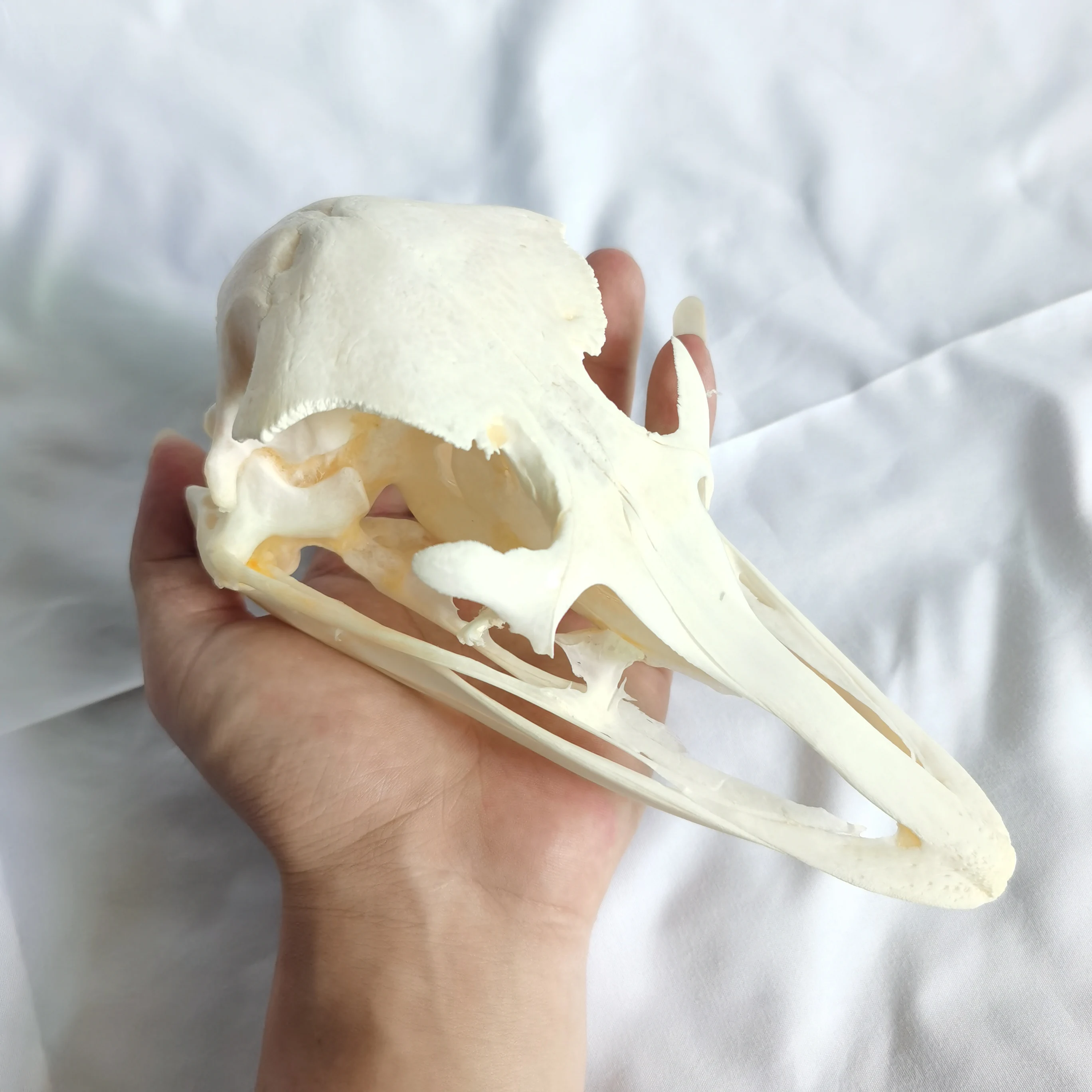 

Настоящий страусиный череп, сборный