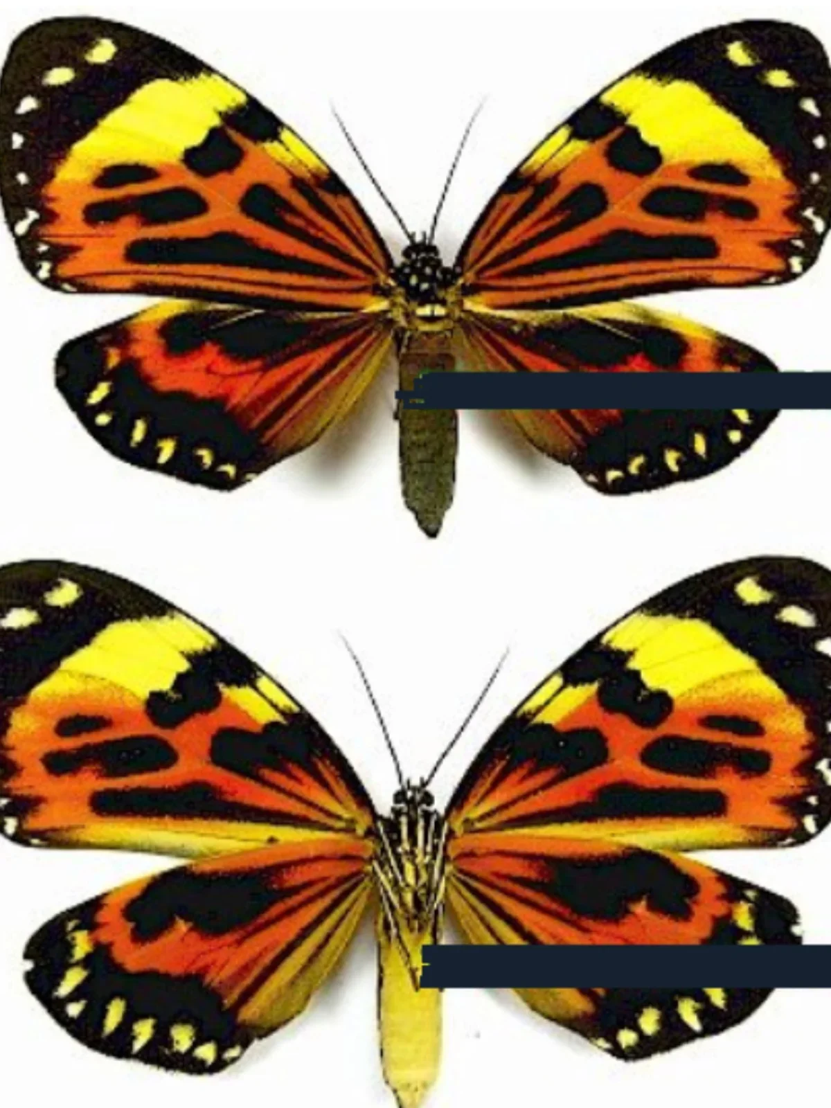 Экземпляр-бабочка крылья не раскрываются