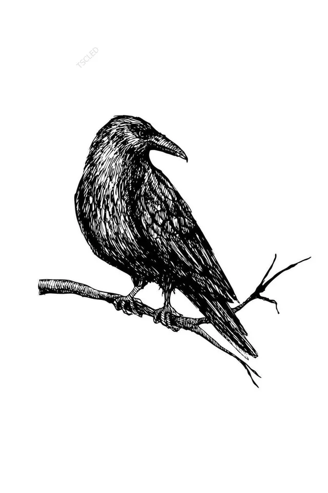 

Crow Bird Sticker 16CM