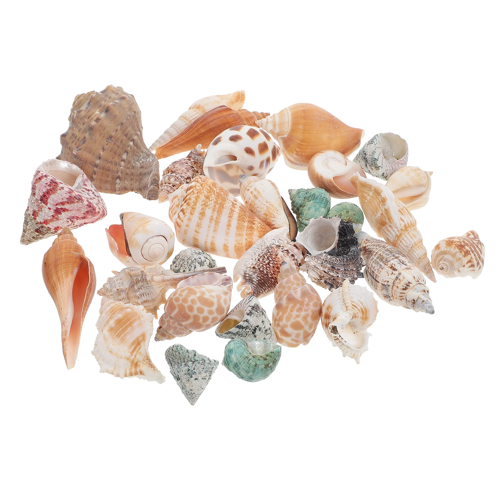 

Conch Fish Decor Tank Ornament Landscaping Aquarium Adorns Couch Oceanterrarium Seashells Beach Ornaments Sea Pond Crabs Hermit