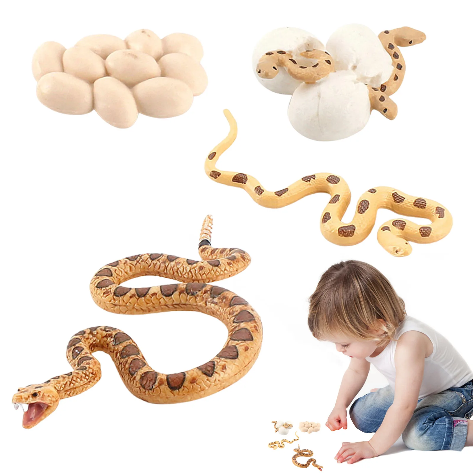 

Snake Growth Cycle Life Cycle Model Snake Model Figure Children Learning Teaching Aids Including Snake Eggs Hatching Snake Cubs