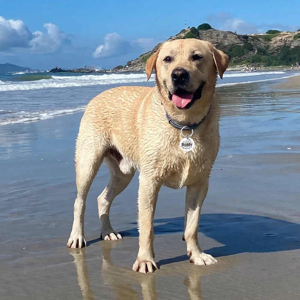 Персонализированные идентификационные бирки для собак кошек домашних питомцев