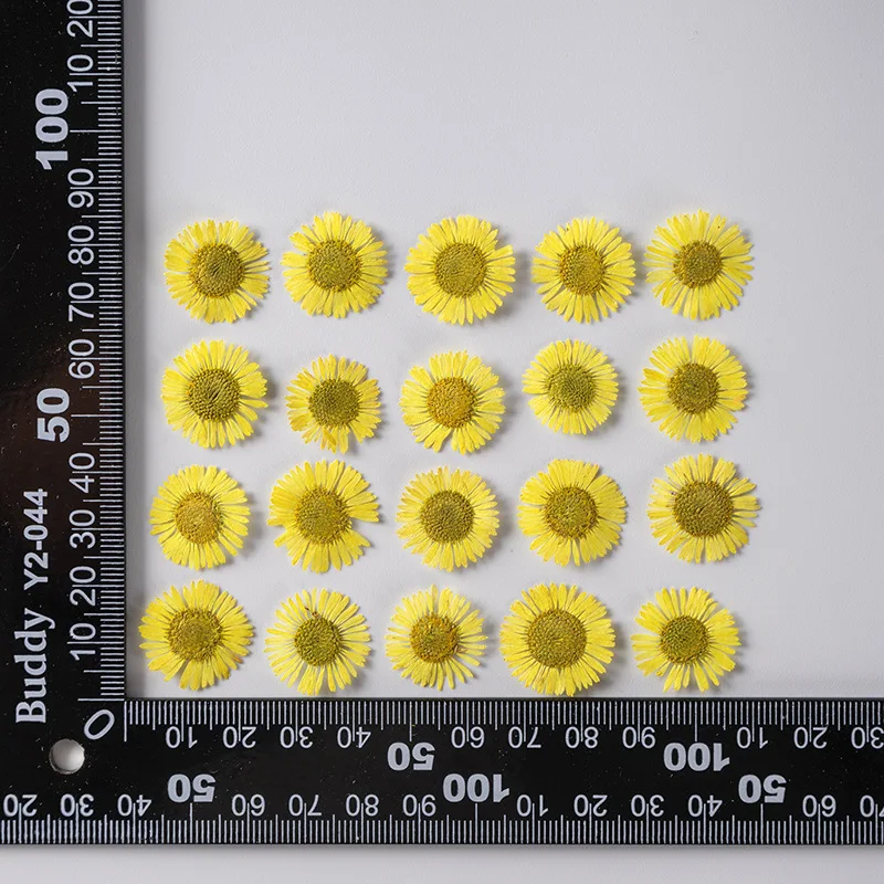 500 шт.пакет сушеные цветы Erigeron Acris, прессованный цветок для скрапбукинга, сделай сам, смола, украшения, поделки, декор для ногтей, свеча, мыло (art.: 3920baaf591da) - 3920baaf591da