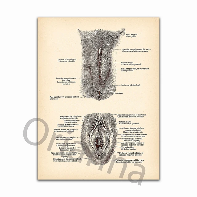 Обои vagina, вагина картинки на рабочий стол