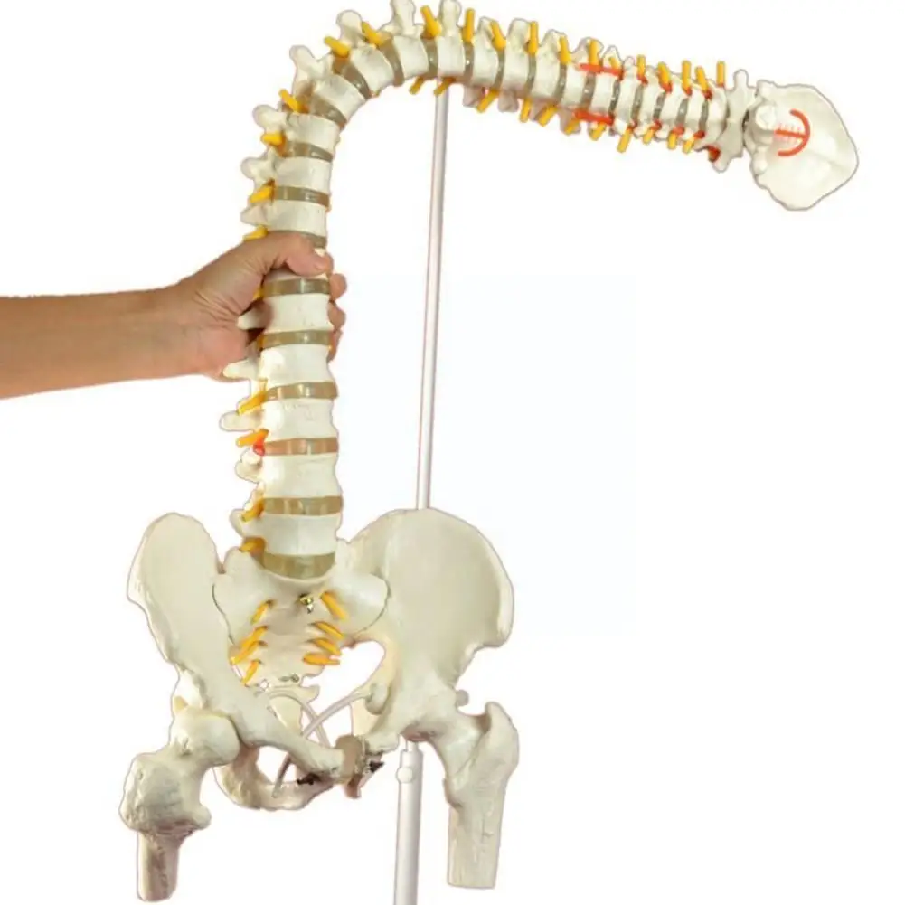 

45CM Human Spine with Pelvic Model Human Anatomical Anatomy Stand Spinal Model Spine Model With Fexible Medical Column G0Z1
