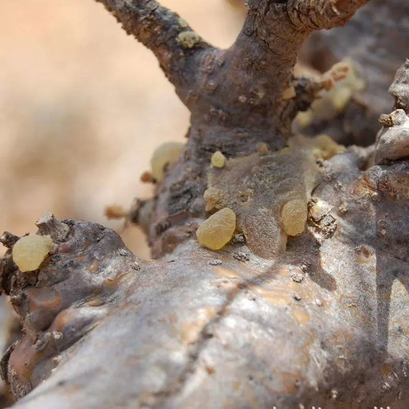 Лазунная смола мастические соски мастика олибанум русян |