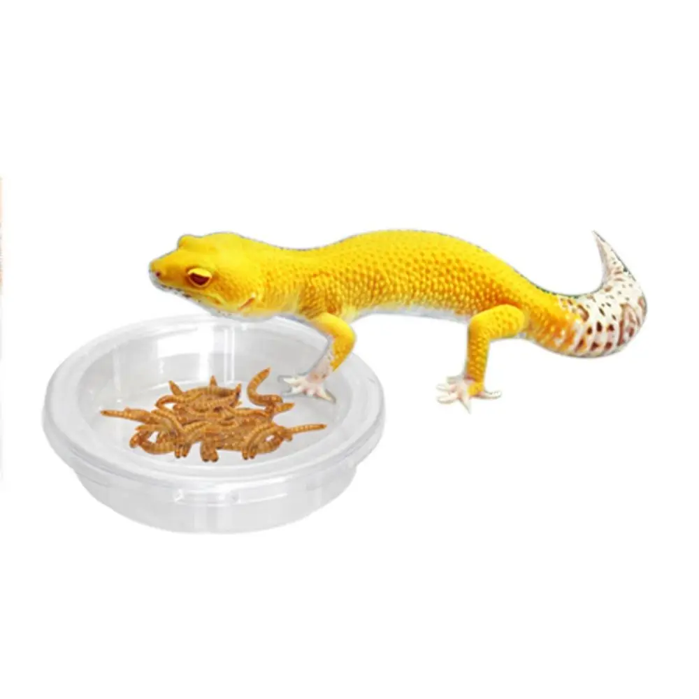 

5pcs Plastic Lizard Food Bowl Practical Transparent Round Reptile Terrarium Reptile Feeding Dish Insect