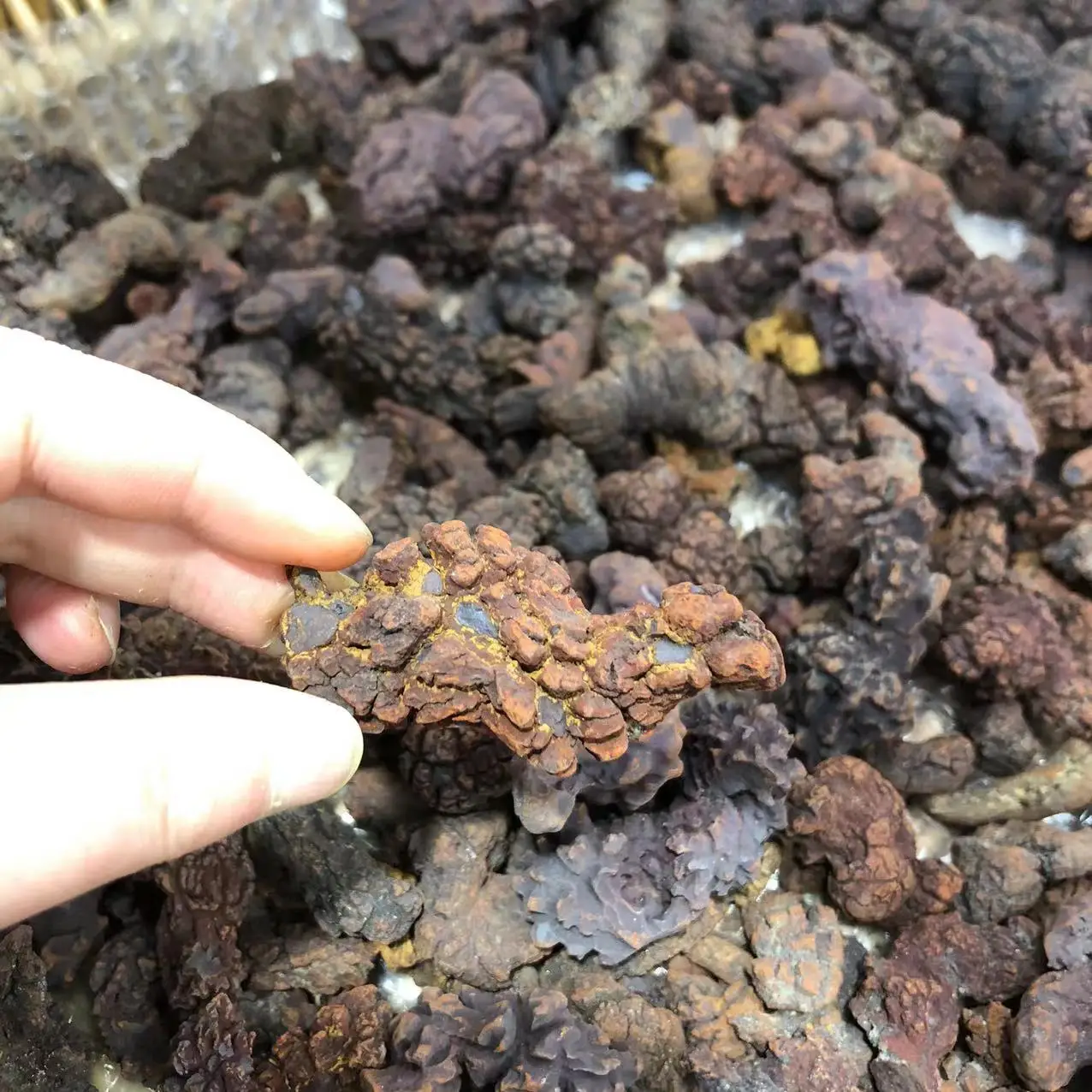 Фото 1 кг COPROLITE окаменелостированный образец какашек динозавра ископаемый Мадагаскар №3