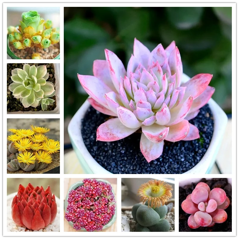 

100 шт. цветные зеленые суккуленты, ароматный цветок Lithops