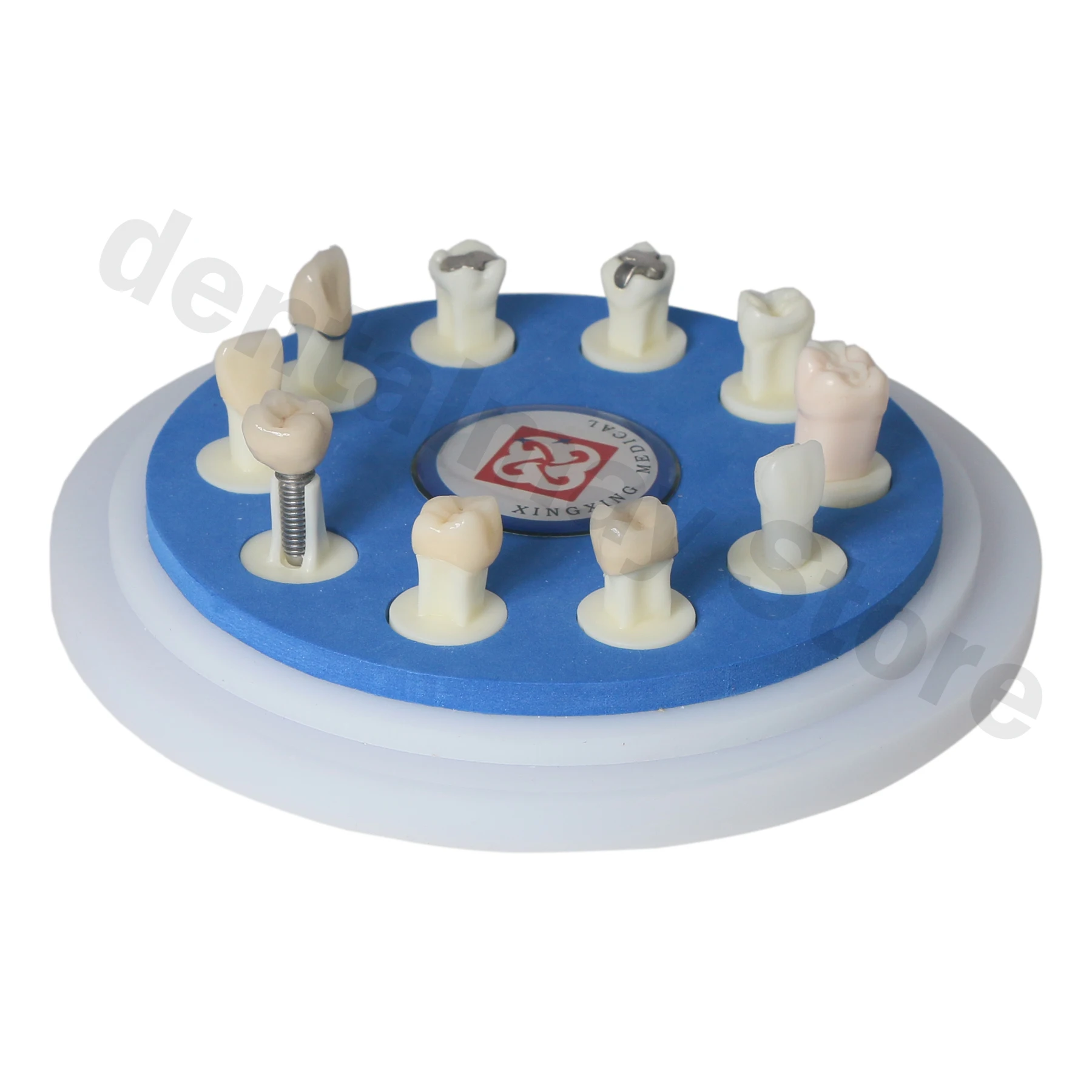 Стоматологическая керамическая модель короны 10*1 для демонстрации и сравнения