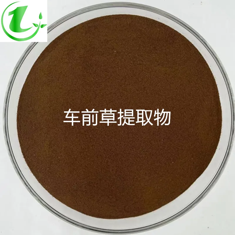 

Plantain Extract 20:1 Wild Plantain Concentrate Powder