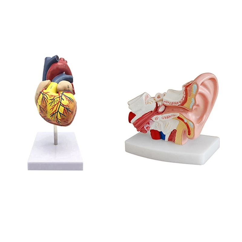 

1: 1 Φ, анатомическая Точная модель сердца и модель 1,5 раз анатомии человеческого уха, демонстрирующая органы