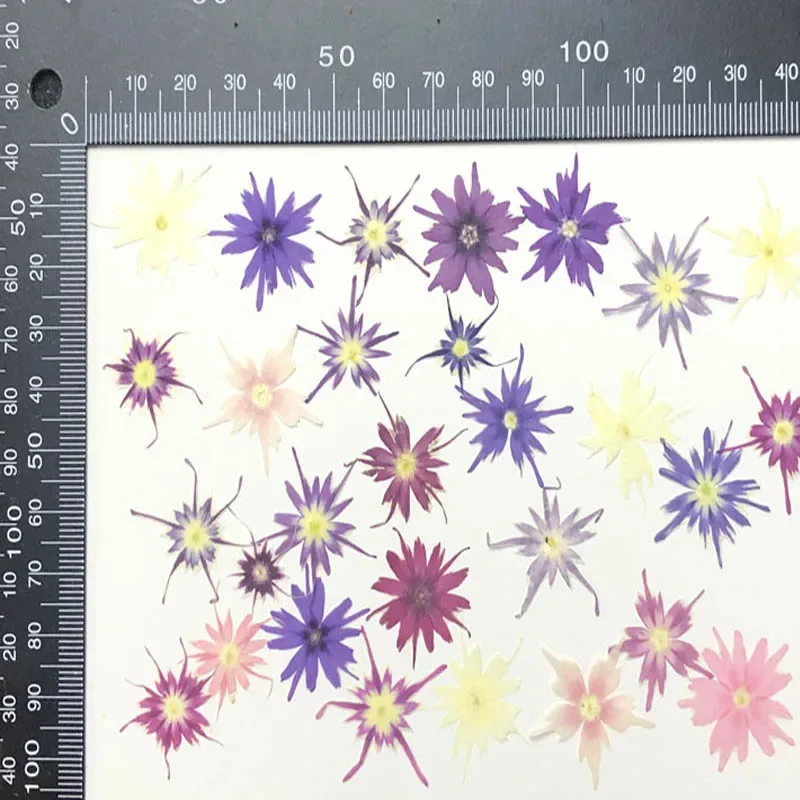 

Сушеные цветы Phlox Drummondii DRtrade 60шт