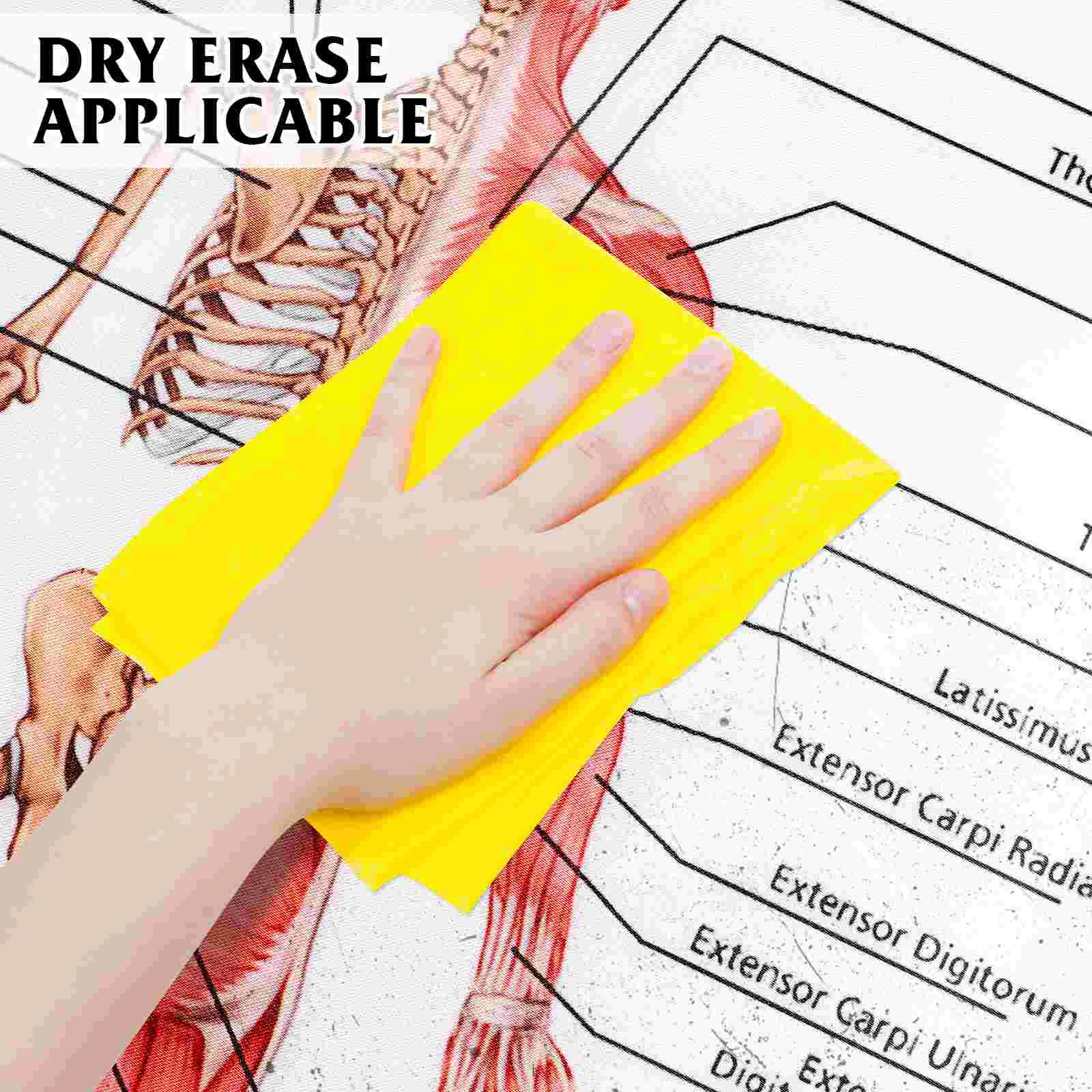 Плакат рассечения человека анатомическая диаграмма безрамная мышечная система