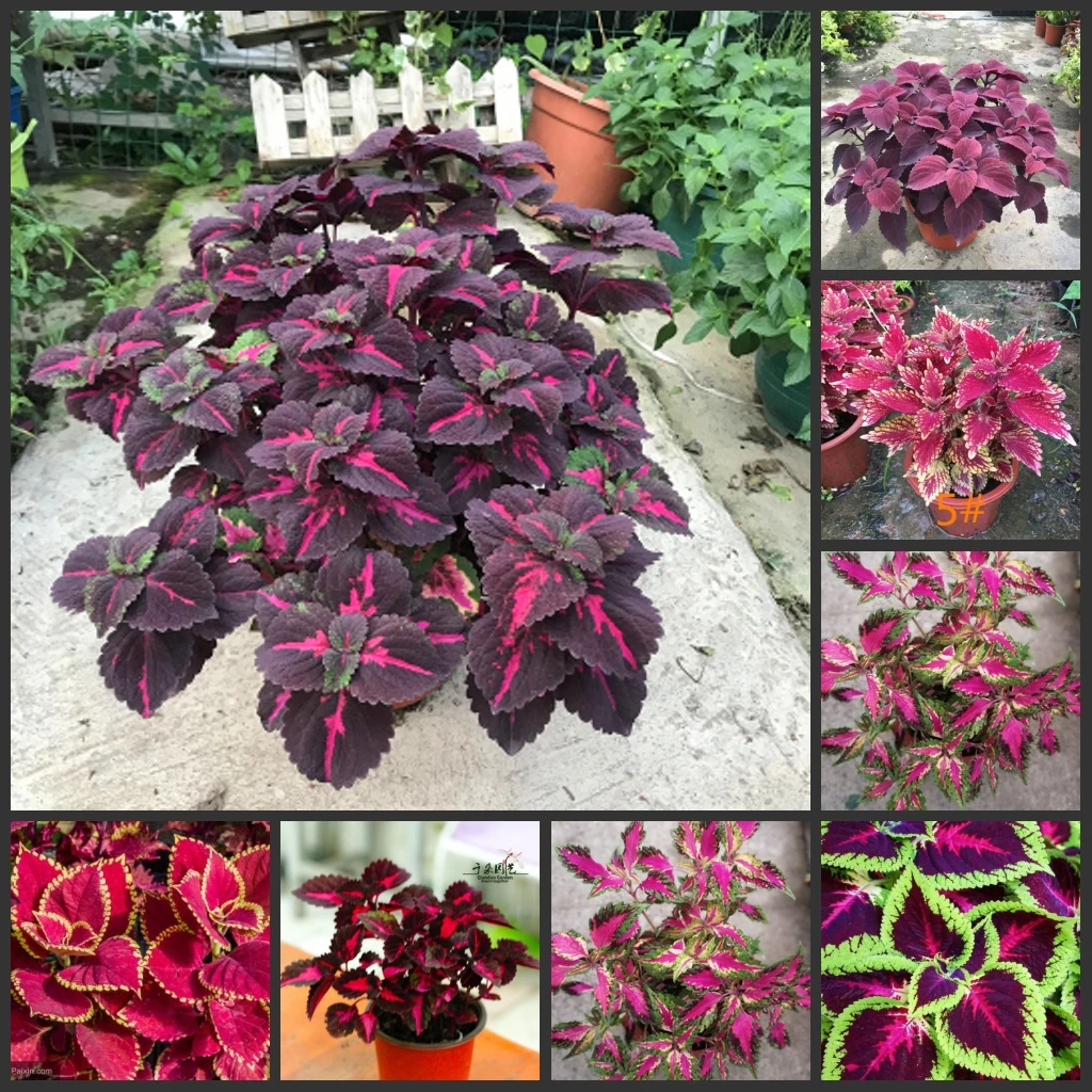 

100PCS Colorful " Coleus scutellarioides - caiyecao " Flowers SS