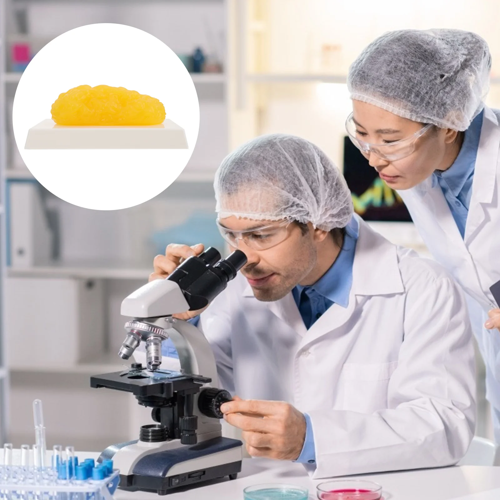 

Fat Model Body Demonstration Science Anatomical Students Authentic Physiology Human Fatty Tissue Nutritionist Course Weight Loss