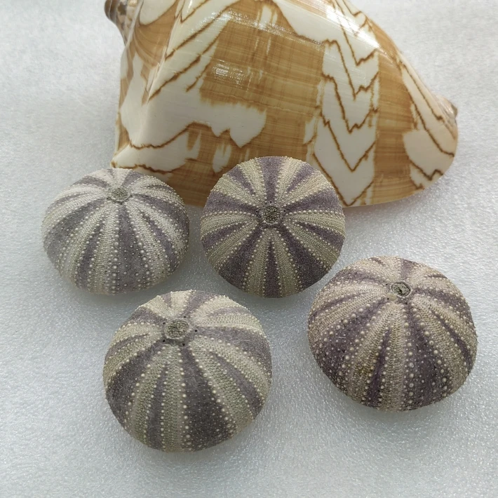 2 шт. ракушки для морской почвы 5-6 см