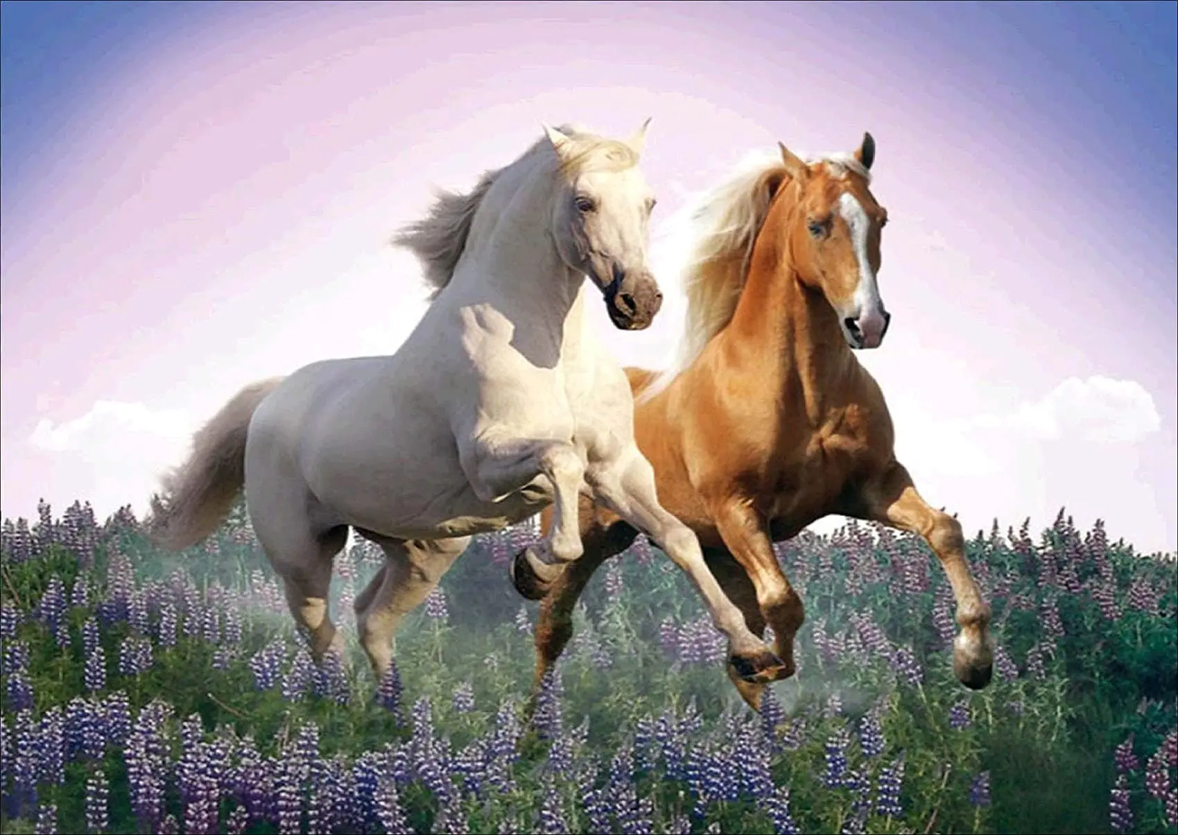 Несколько лошадок. Две лошади. Две лошади бегут. Пара лошадей. Лошадь бежит.