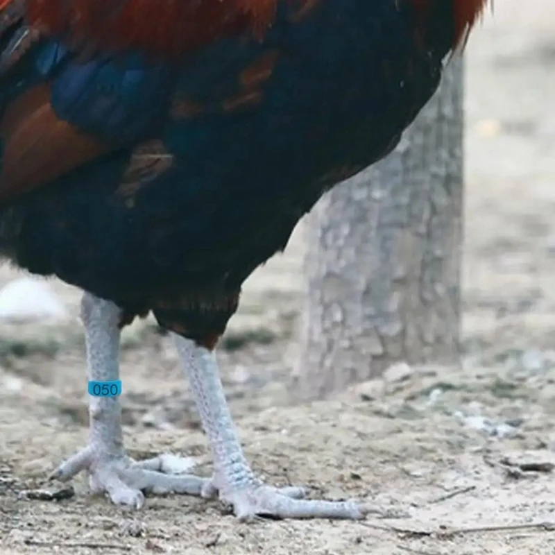 Кольцо-клипса для цыплят бедер