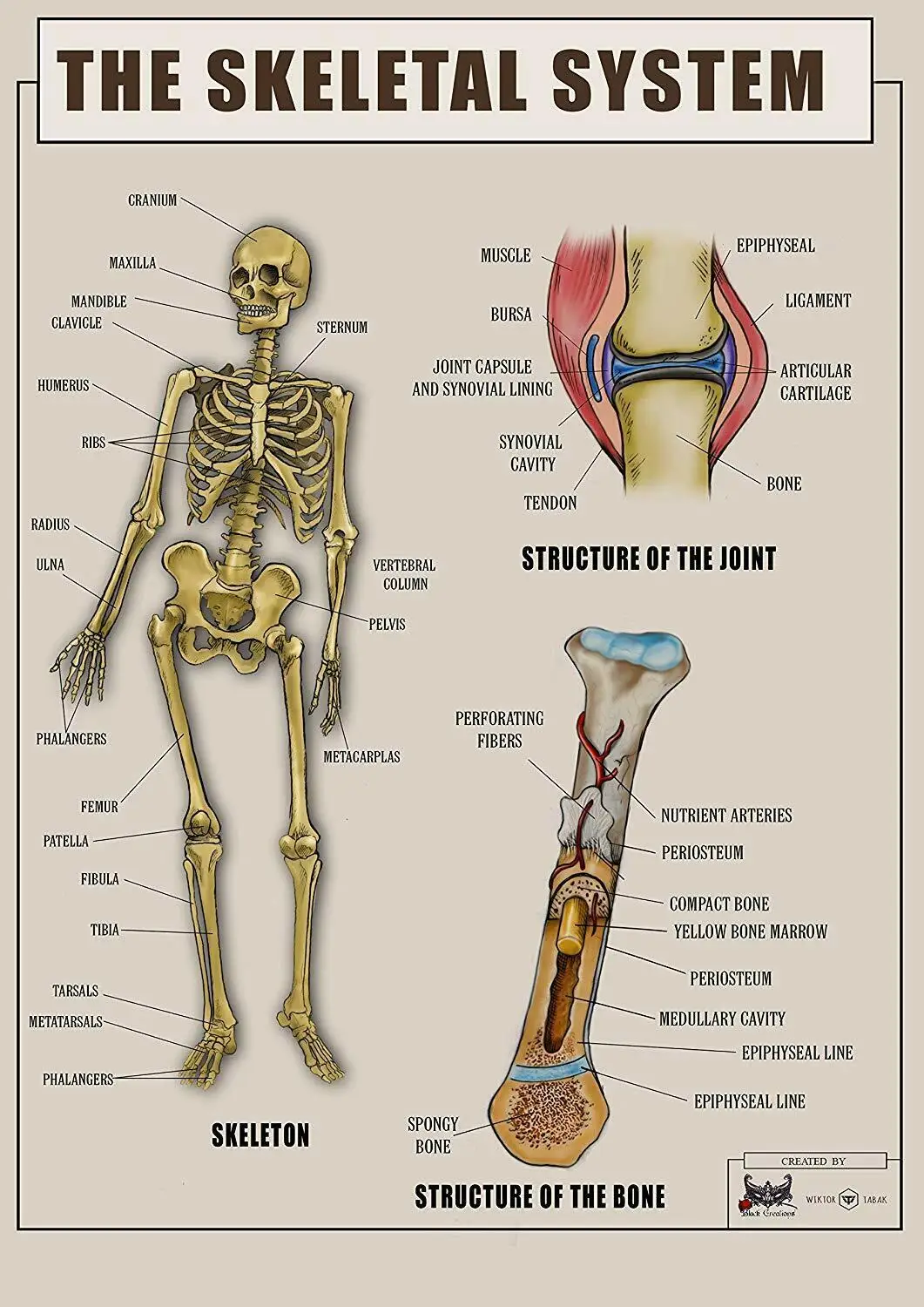 

Human Skeletal System Art Film Print Silk Poster Home Wall Decor 24x36inch