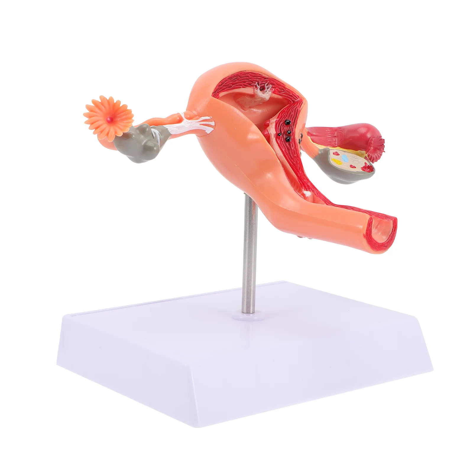 

Uterus Model School Classroom Multipurpose Professional Anatomy Model Educational Supply Teaching Tool