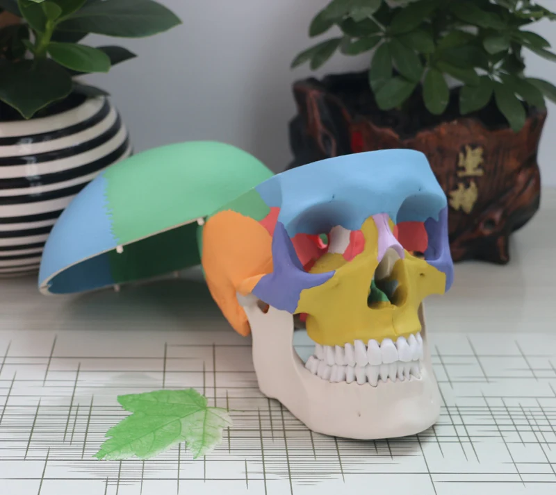 

Color Skull Model