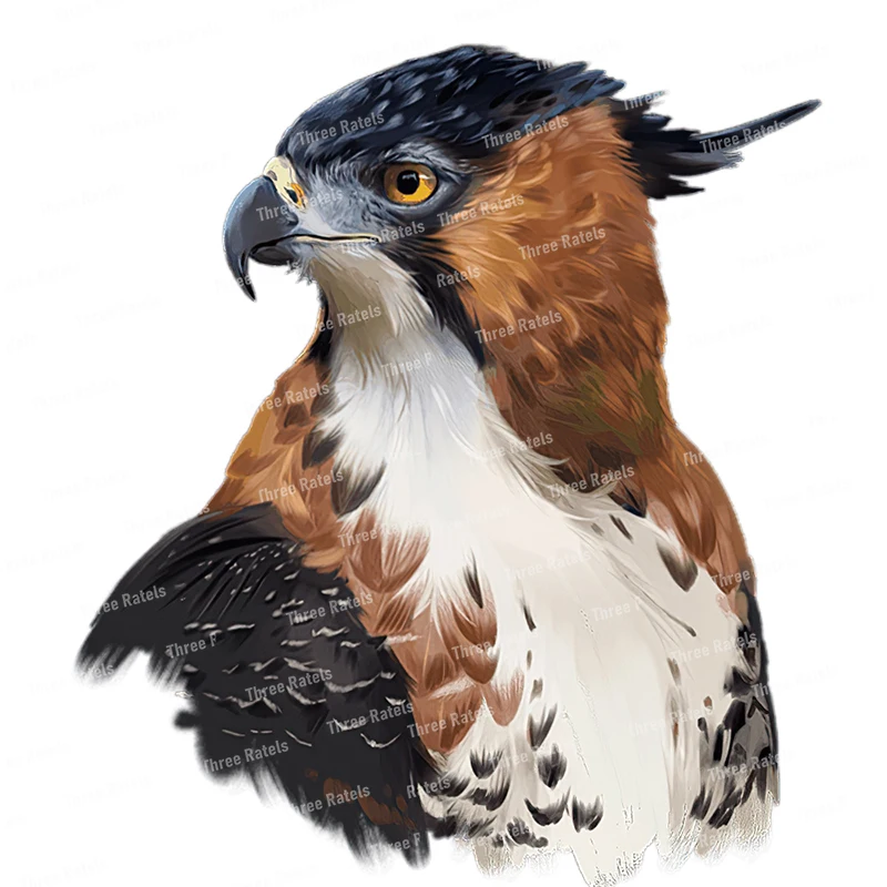 Персонализированная наклейка Three Ratels QCF168 с рисунком острых Орлов на стену для