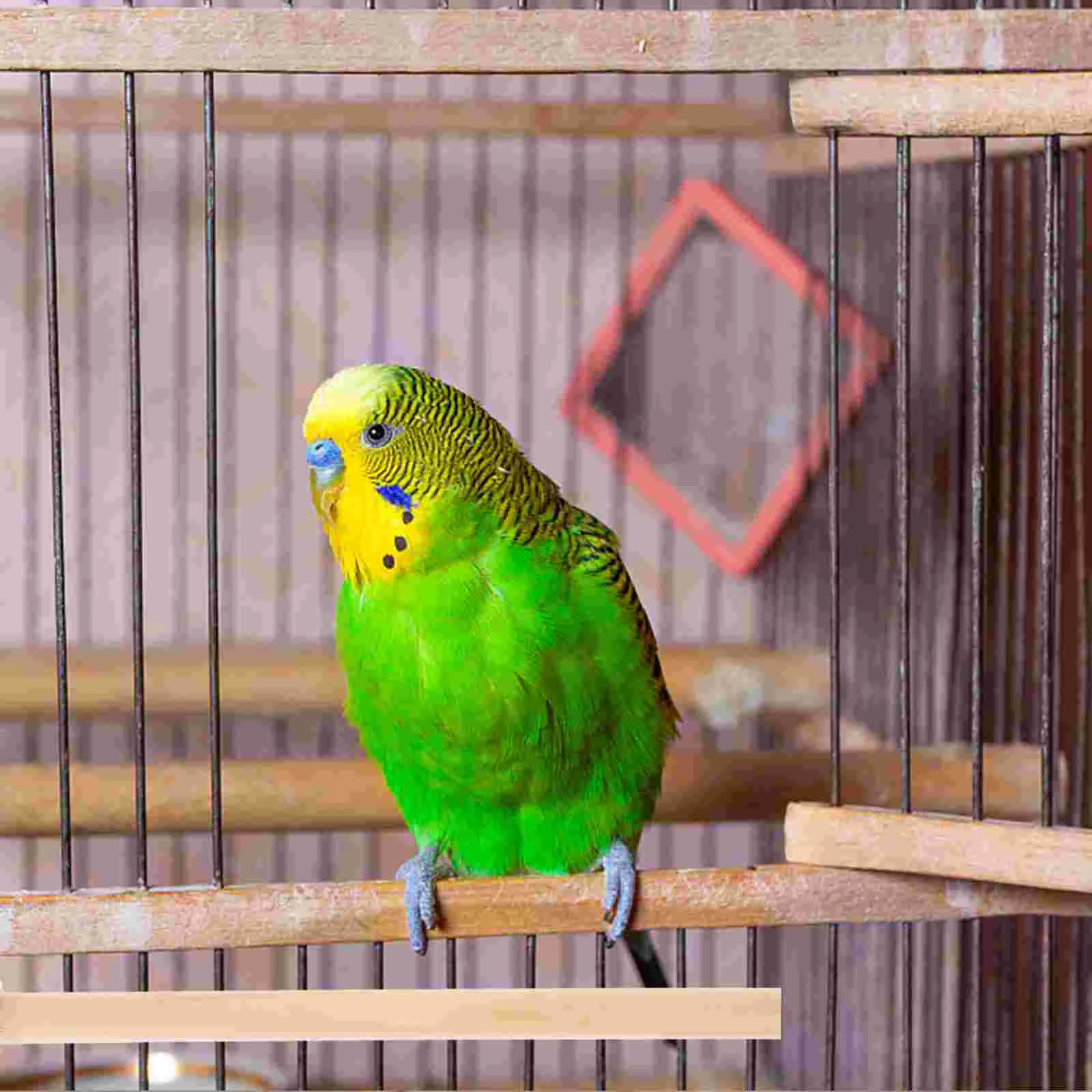 4 шт. подставка для попугая клетка птиц лестница окуня запасные части курицы
