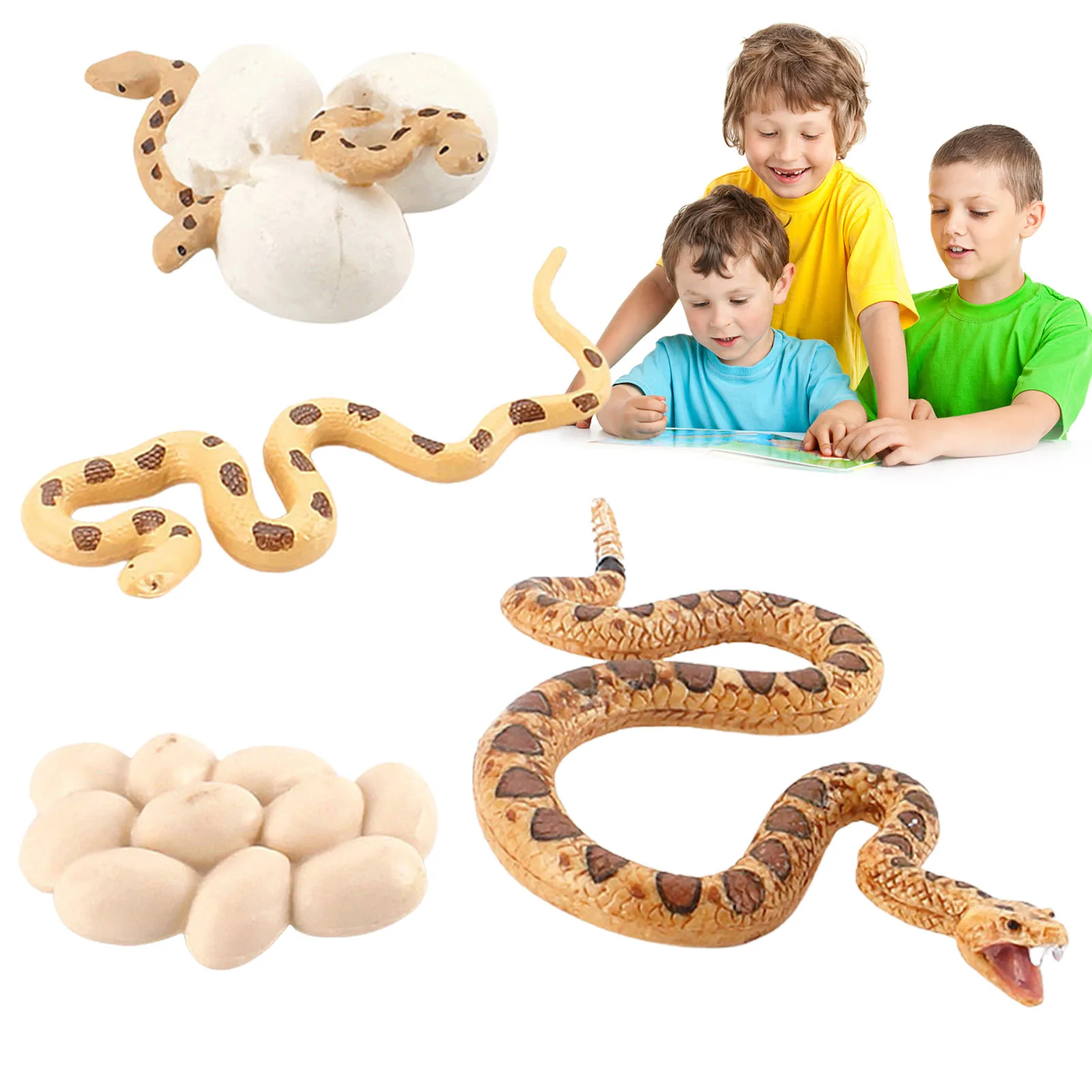 

Snake Growth Cycle Biological Model Toy Snake Model Figure Children Learning Teaching Aids Including Snake Eggs Hatching Snake