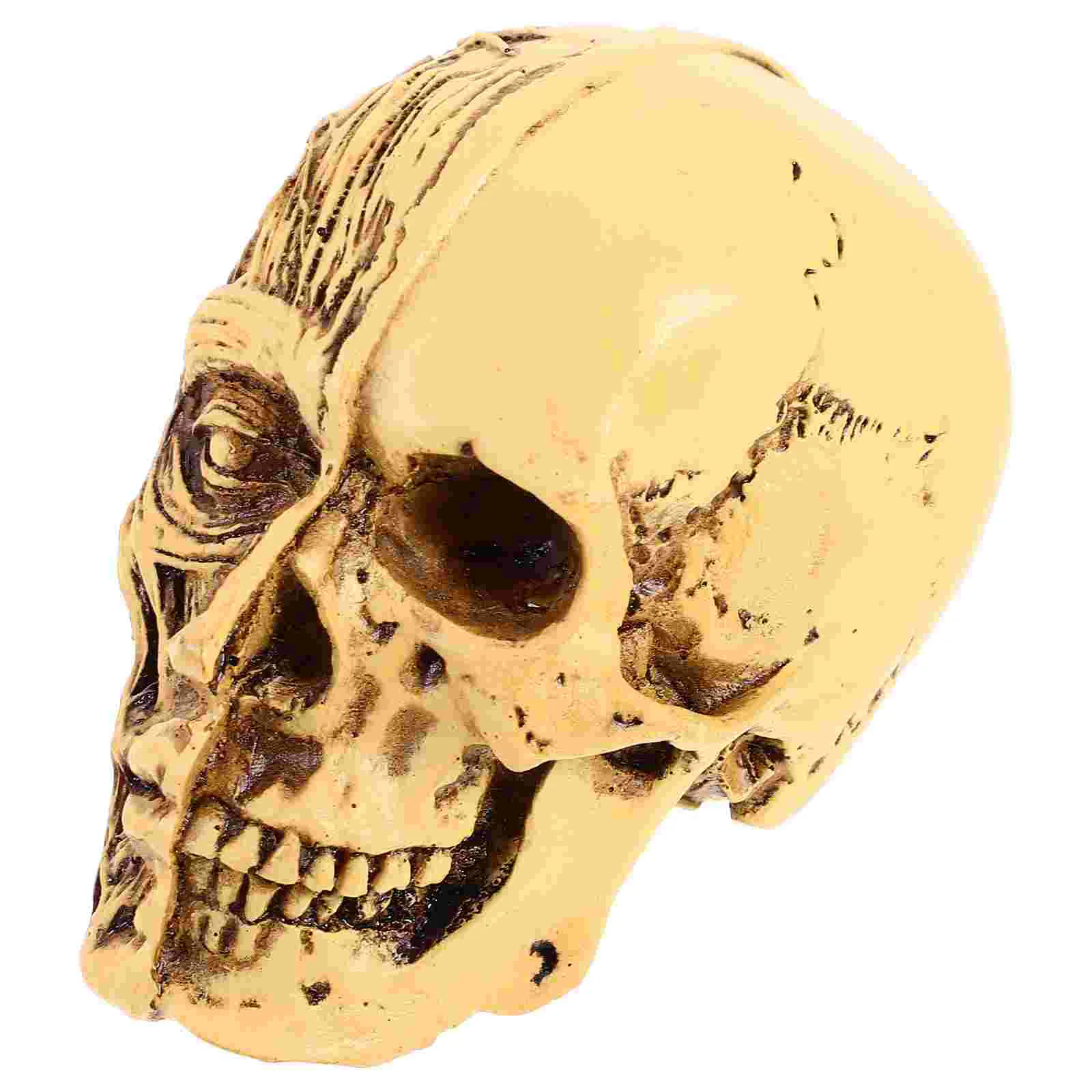 

Realistic Model Lifelike Human Medical Prop Teaching Model Anatomy Model