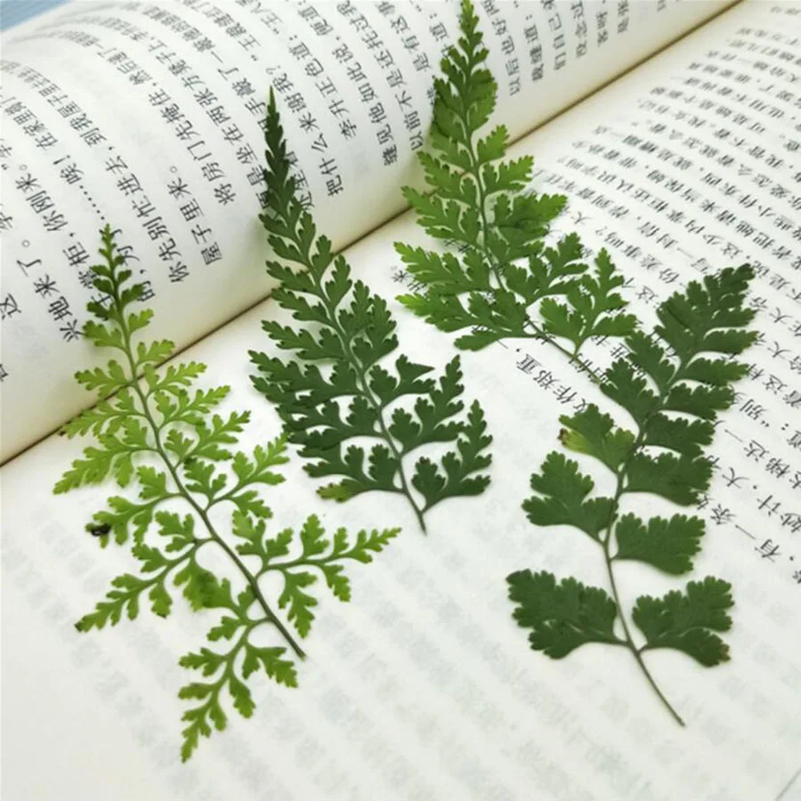 

60pcs Pressed Dried Pteris Cretica L. Leaves Plant Herbarium For Jewelry Postcard Invitation Card Phone Case Bookmark DIY