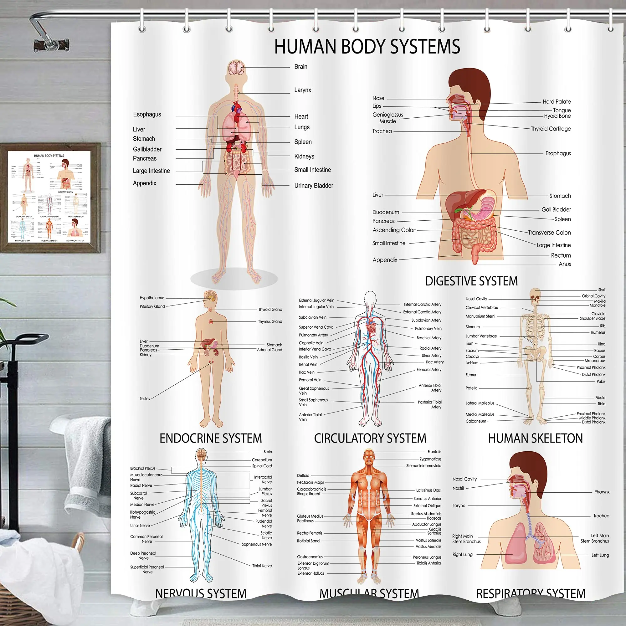 

Human Body Shower Curtain Illustration Bathroom Decor,Science Human Anatomy Shower Curtains,Skeleton Skull Fabric Bathroom Set