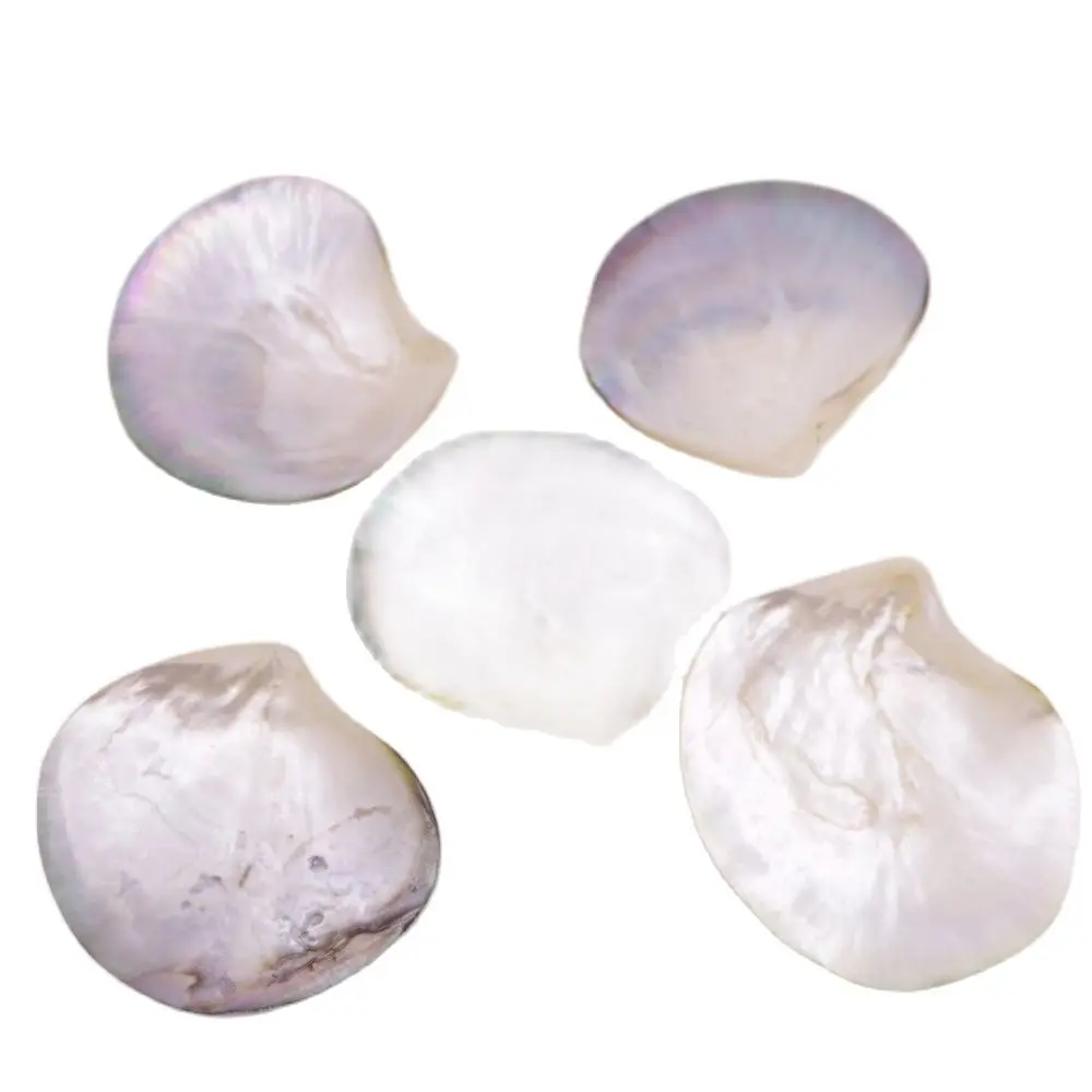 5 PCS 70mm-80mm Shell Natural Mother of Pearl No Hole Collectibles