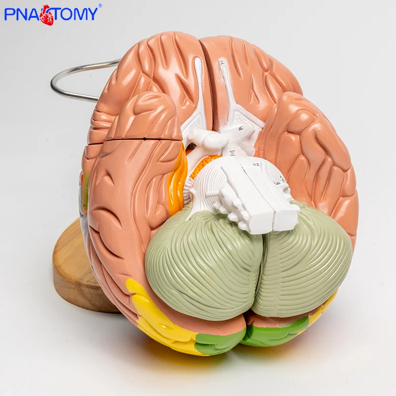 Мозговое мозговое основание 4 части разборная Анатомия мозга развивающие