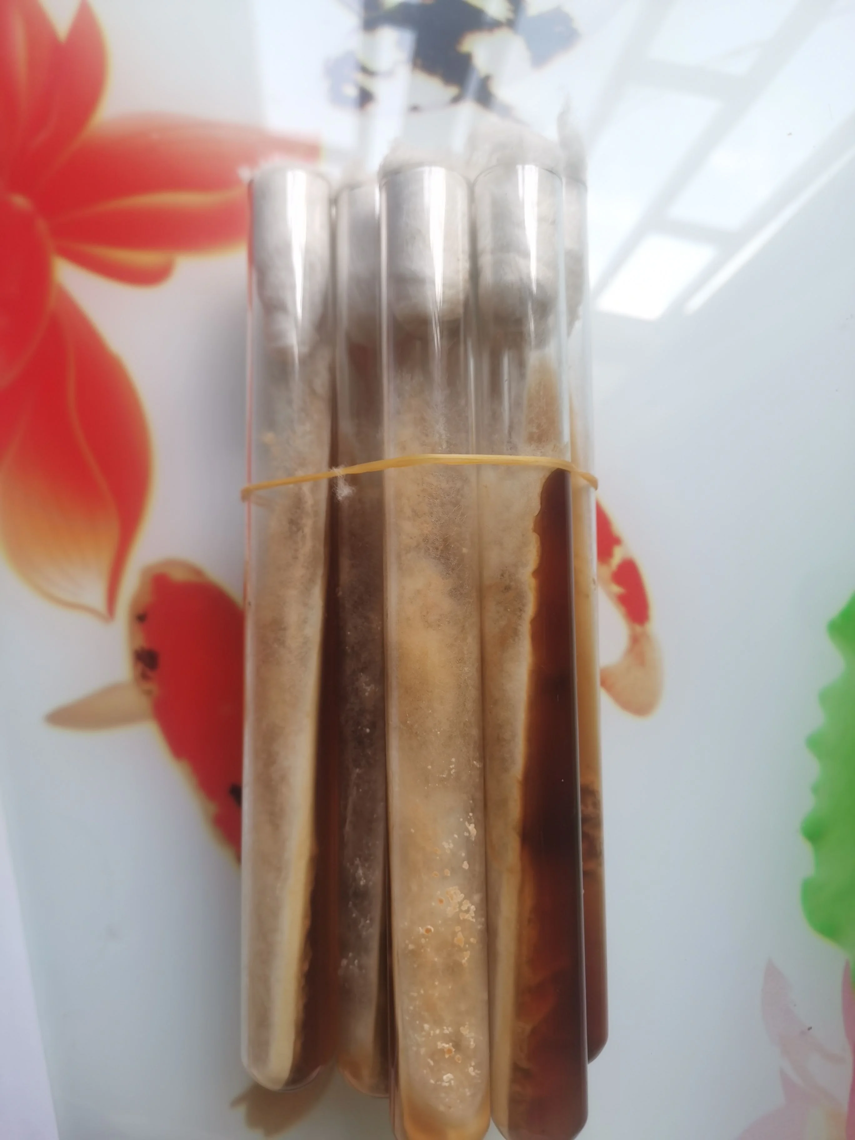 

Morel посылка Tube