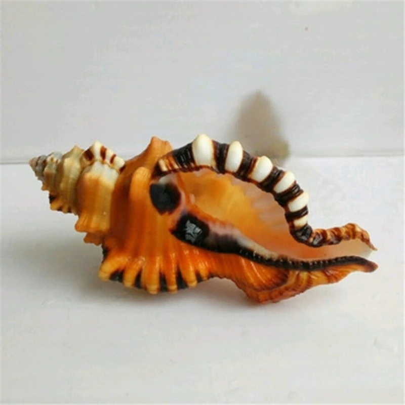 

Ракушки из натуральных ракушек