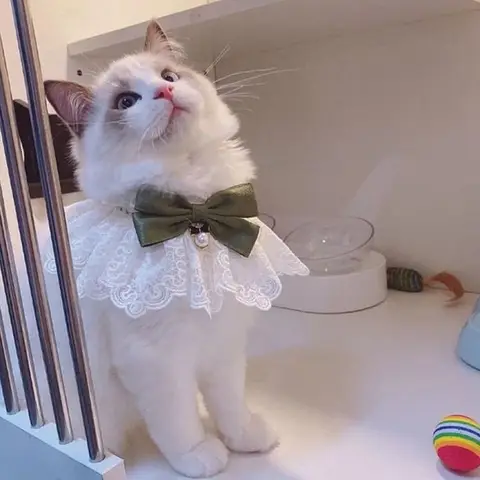 Кружевной бант для собак