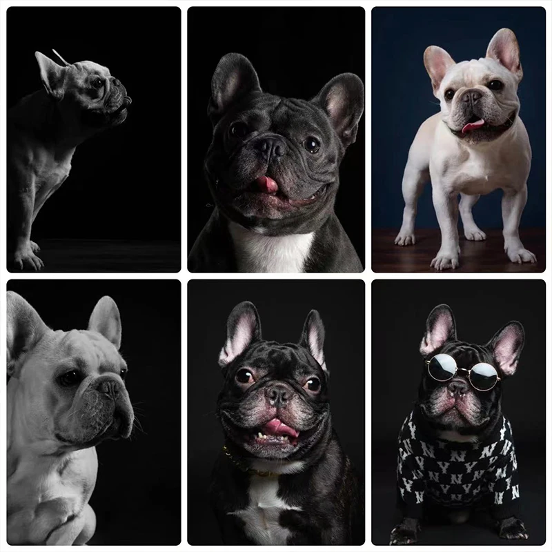 5D алмазная живопись сделай сам крутая одежда французского бульдога