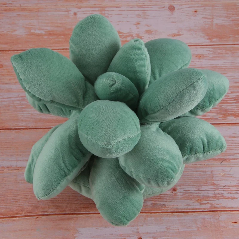 Суккуленты подушка суккуленты планкуленты милые для сада или зеленых влюбленных