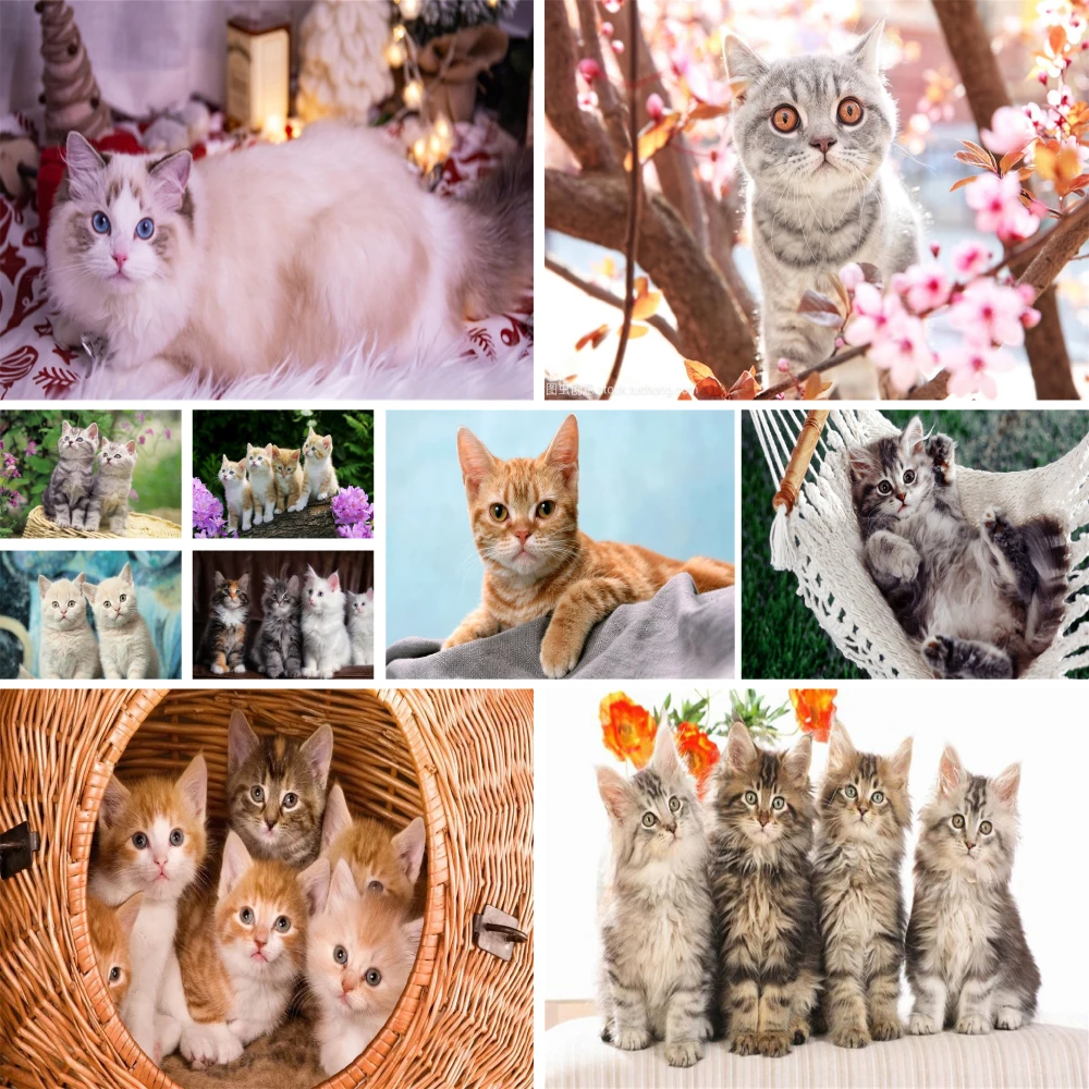 

Animal Cat Paint By Numbers Set Oil Paints 50*70 Picture By Numbers Photo Decorative Paintings For Children Wall Art Handicraft