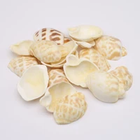 natural shell beads no hole sea decor snail ornament charms for jewelry making necklace bracelet gift accessories